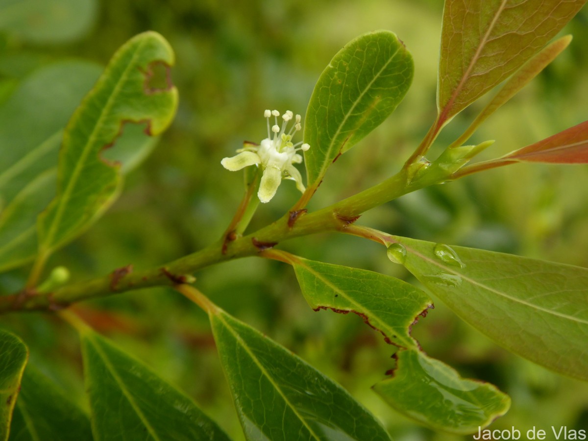Erythroxylum monogynum Roxb.